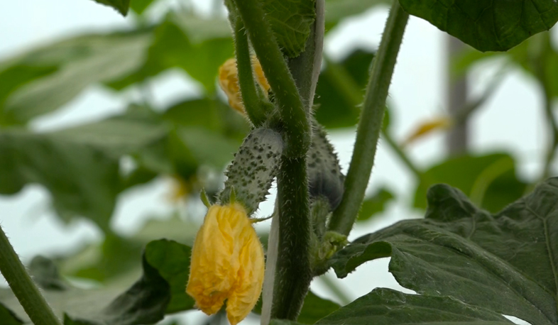 Ջերմոցային տնտեսությունը սահմանամերձ Այգեհովիտում