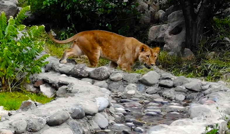 Կենդանաբանական այգին վերաբացվել է