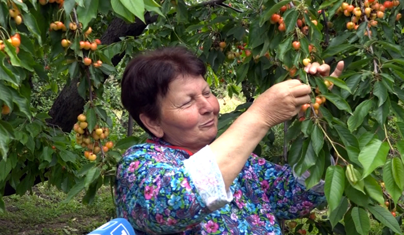 Ի՞նչ արժե կեռասը. առատ բերք և մեծ բողոք Արմավիրում