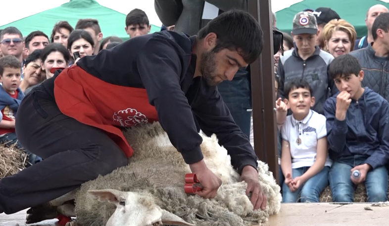 Sheep shearing festival to become international