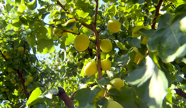Armenian apricot extends export borders