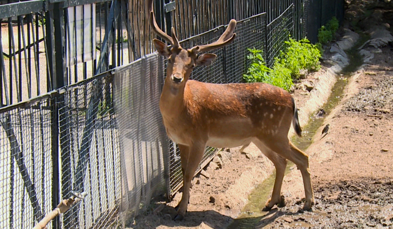 Կենդանաբանական այգում վտանգ չկա