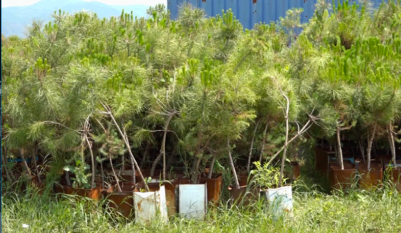 Լիբանանյան բիզնեսի համար Տավուշը պարարտ հող է