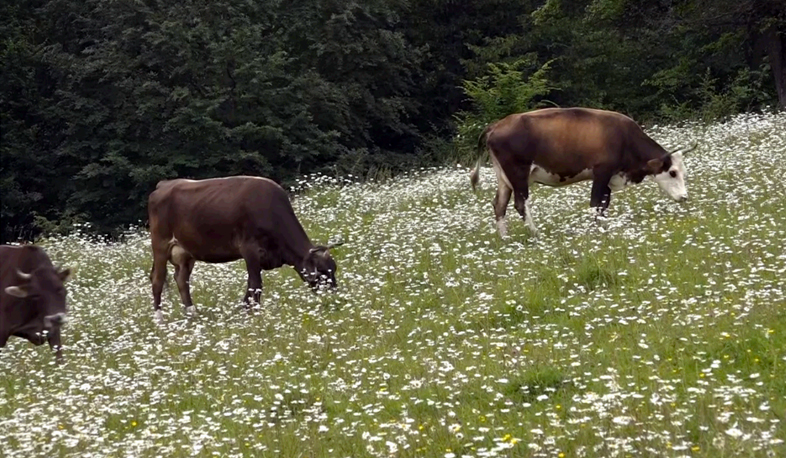 Ջիլիզա. անպատիժ անասնագողություն