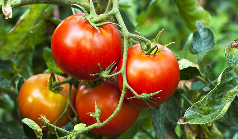 Melkonyan Greenhouse faces loan issues