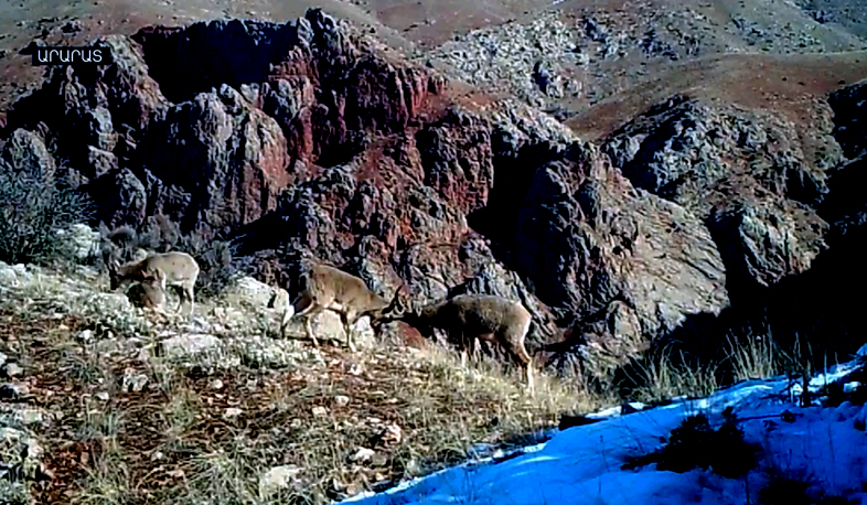 Բեզոարյան այծերը դեռևս Կարմիր գրքում են