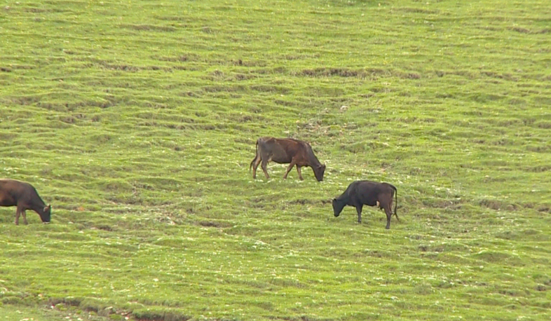 Ջրի խնդիր Չիվայում