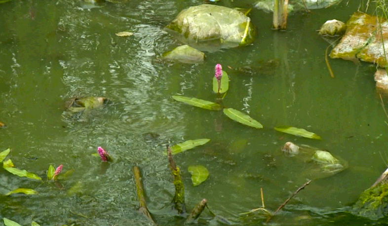 Գունափոխված Սևանի առեղծվածը