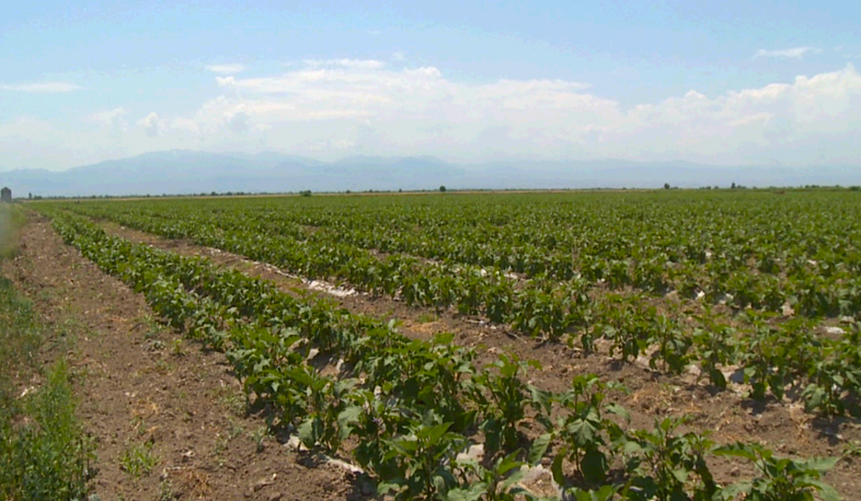 Կոյուղաջրերով ոռոգվող այգիներ