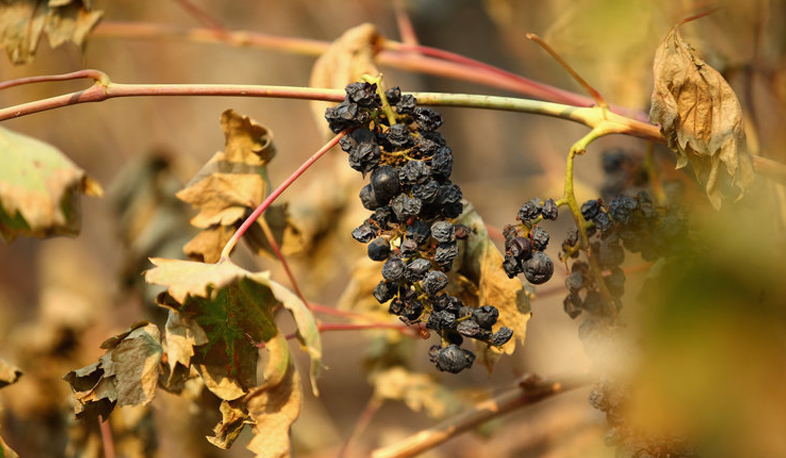Հրդեհի պատճառած վնասները Պտղավանում