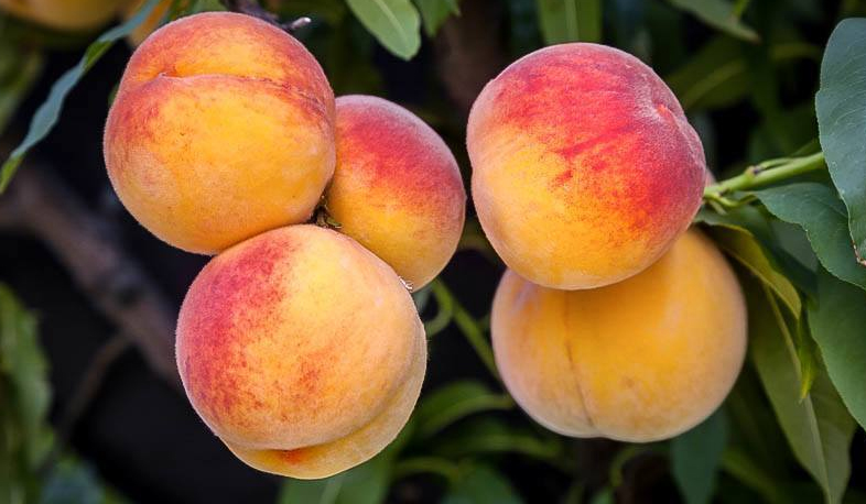 Դեղձի մթերման հարցը չի կարգավորվում