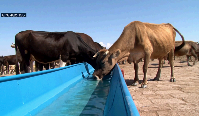 Խթանվում է անասնապահության զարգացումը