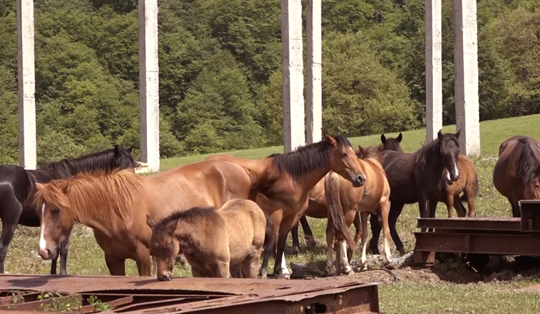 Հագվեցիները դեմ են Սեդվի գետակի վրա ՀԷԿ-ի կառուցմանը