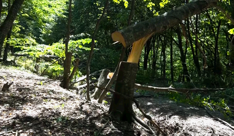 Հաղարծին․ հատված ծառերն ու անտառափայտի գողերի մարտահրավերը