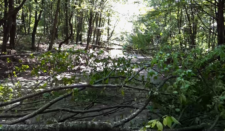 Dilijan Park woodcutters detained