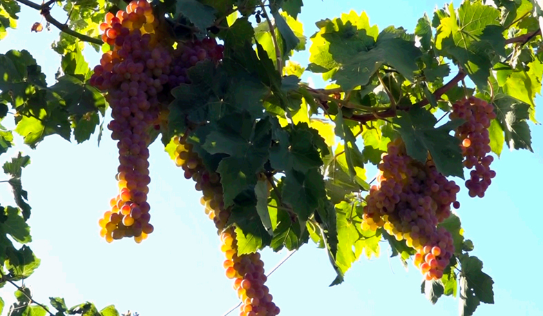 Виноградари перекрыли дорогу Армавир- Ереван