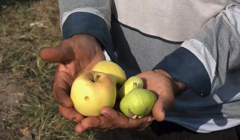 Հավատավոր այգեգործը