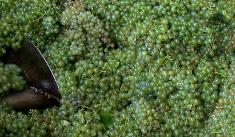 Grape storage starts in Tavush