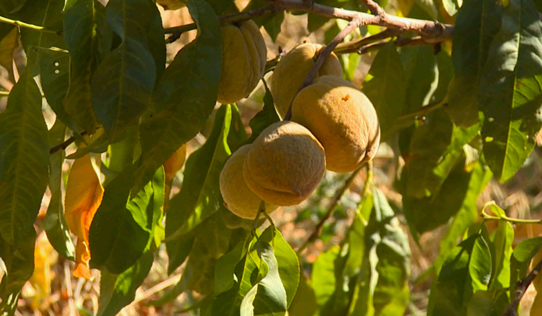 Село Нарек лишено оросительной воды