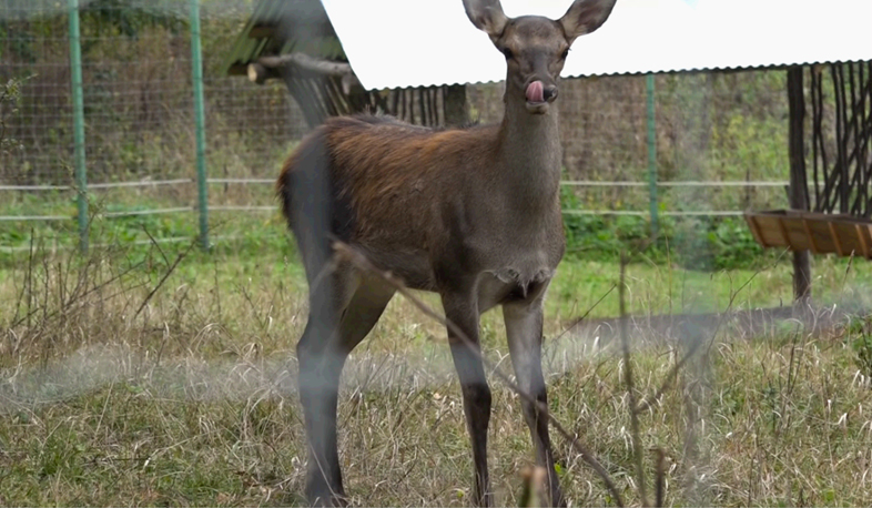 Red deer returns to Armenia