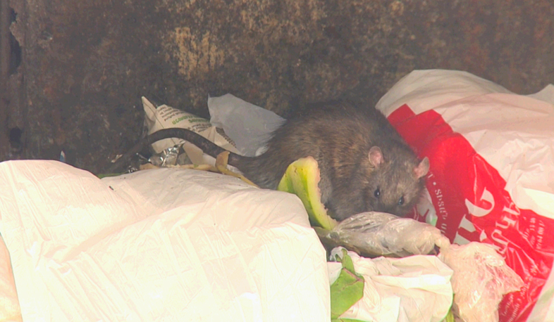 Նոր Նորքում խուճապ է