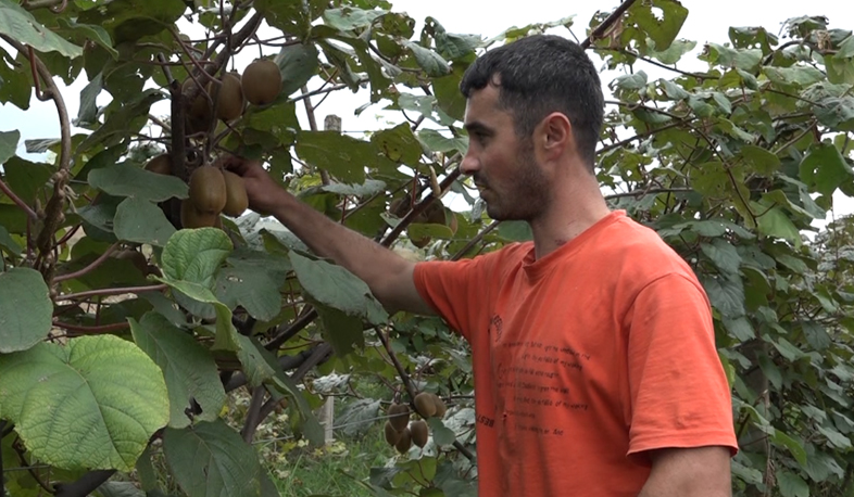 Tavush cultivates kiwifruit