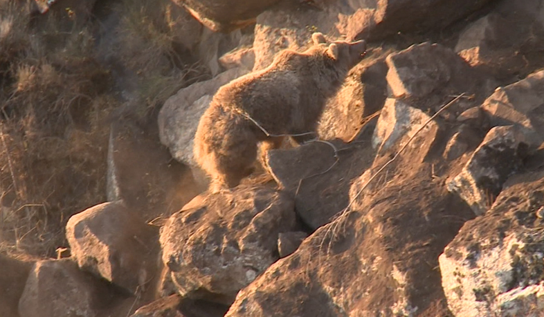 Մասնագետները փրկել են թակարդի մեջ ընկած արջին