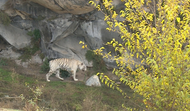 Акция протеста в Ереванском зоопарке