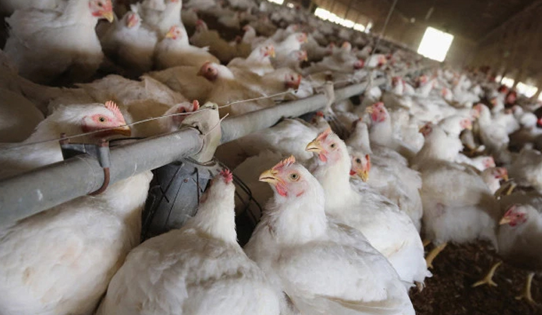 Խստացվել է ձվի և թռչնամսի ներկրման վերահսկողությունը