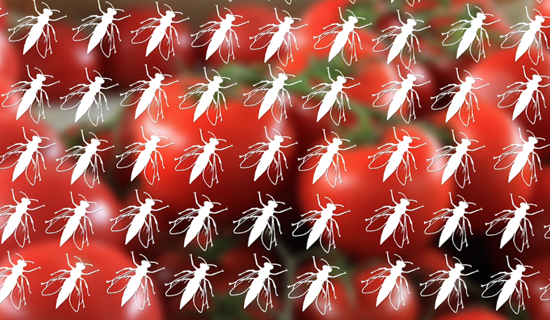 Борьба против томатной моли