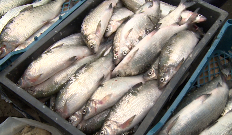 Մեկ ամիս Սևանա լճում  արգելված է սիգի որսը