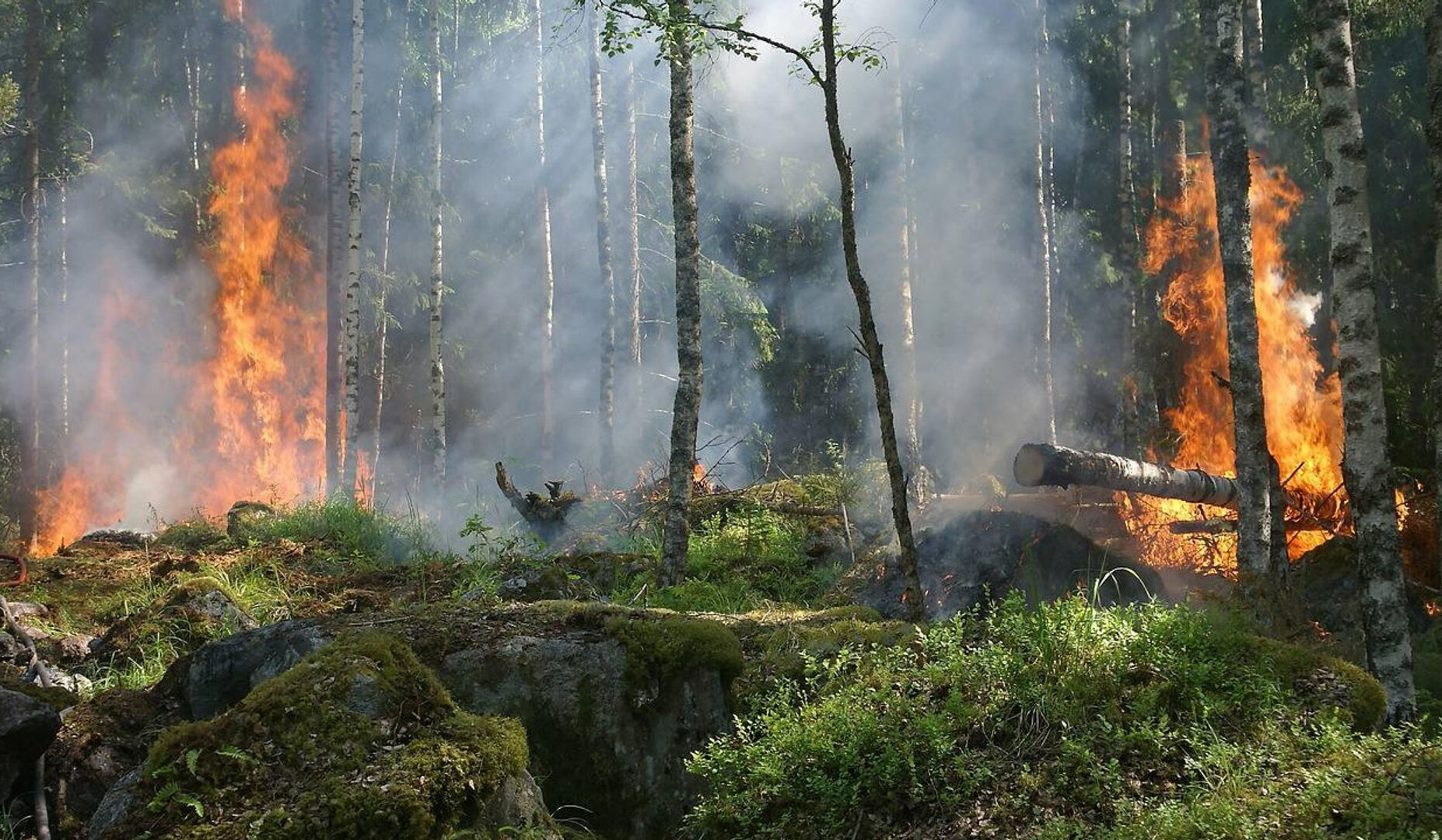В Чили из-за лесных пожаров в Вальпараисо объявлен режим ЧС