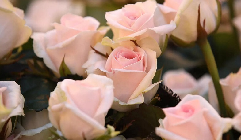 Россия просит ЕС усилить контроль за поставками роз из Эквадора и Нидерландов