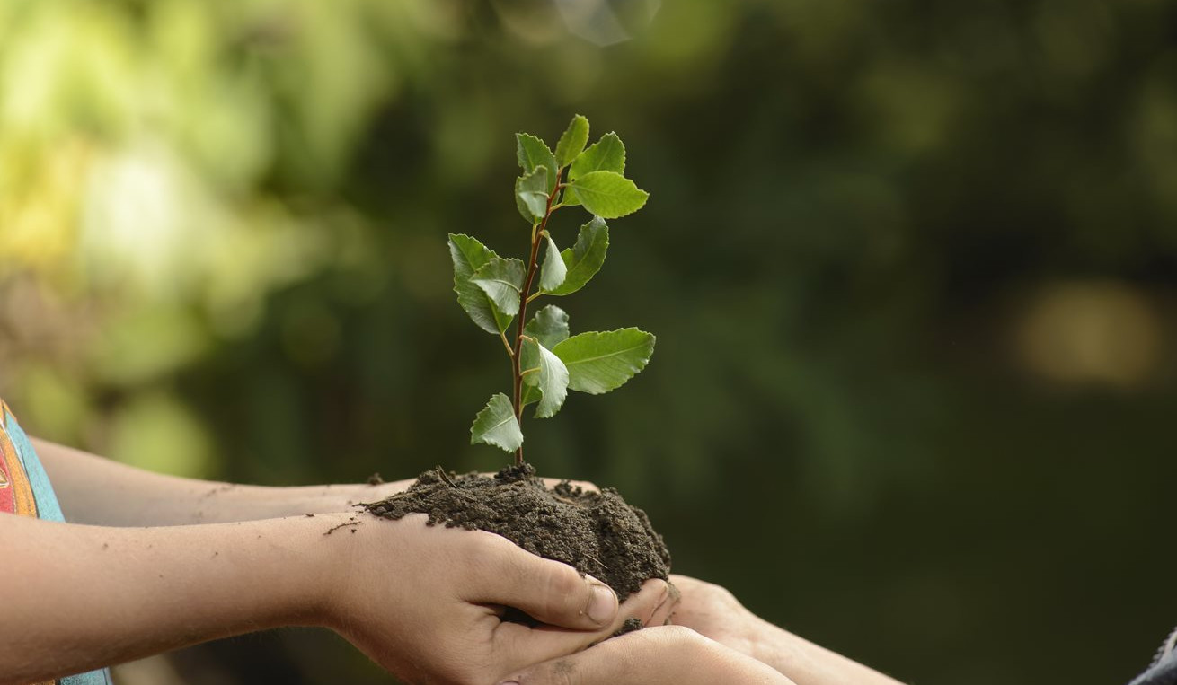 Գարնանային ծառատունկի ընթացքում Երևանում կտնկվեն 50 հազար ծաղկող թուփ և շուրջ կես միլիոն ծաղիկ ու զարդարուն թուփ