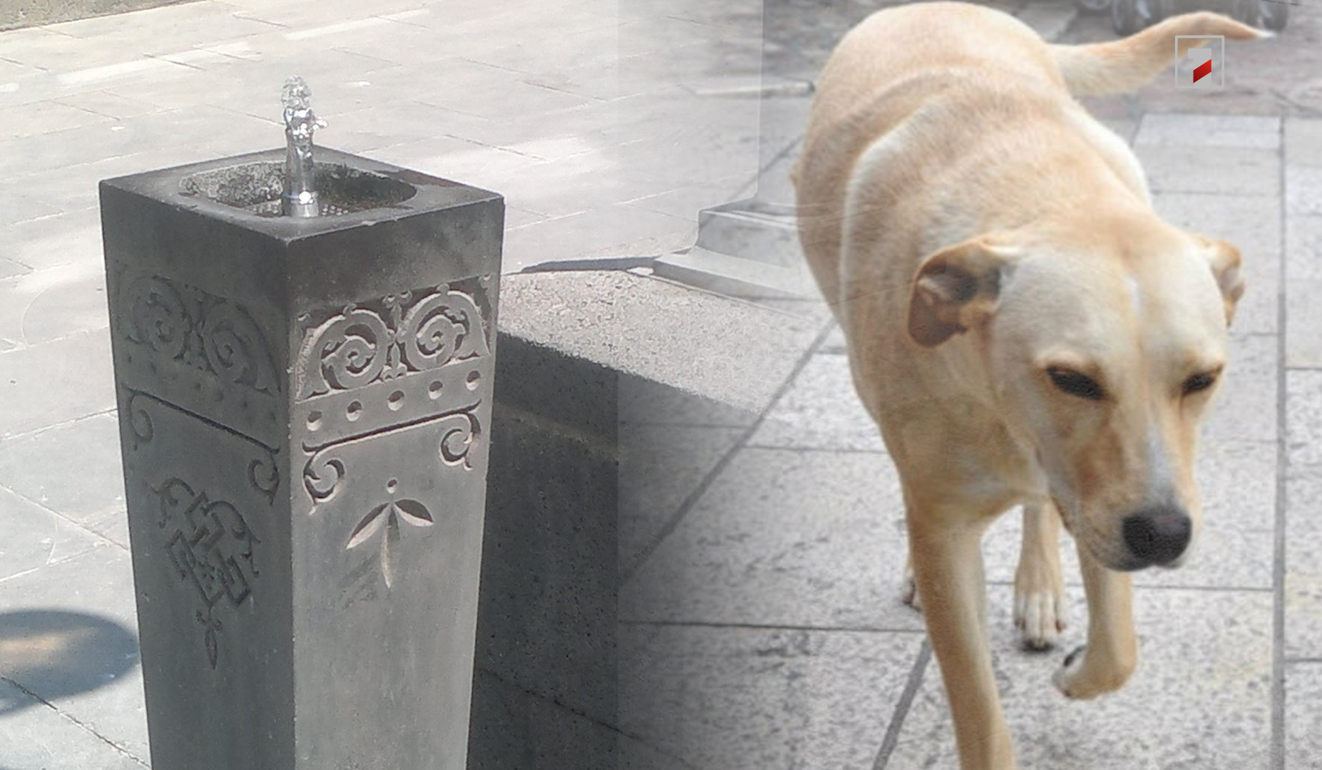 Սպանություն Գյումրիում՝ ցայտաղբյուրի մոտ շան միզելու պատճառով․ տուժողի ձերբակալված հարևանին մեղադրանք է ներկայացվել