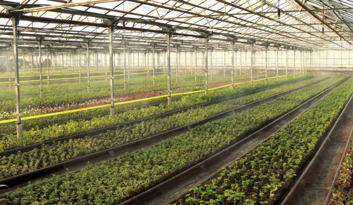 Երևանի տնկարանային տնտեսությունում տարեկան կաճեցվի շուրջ 5000 հասուն ծառ