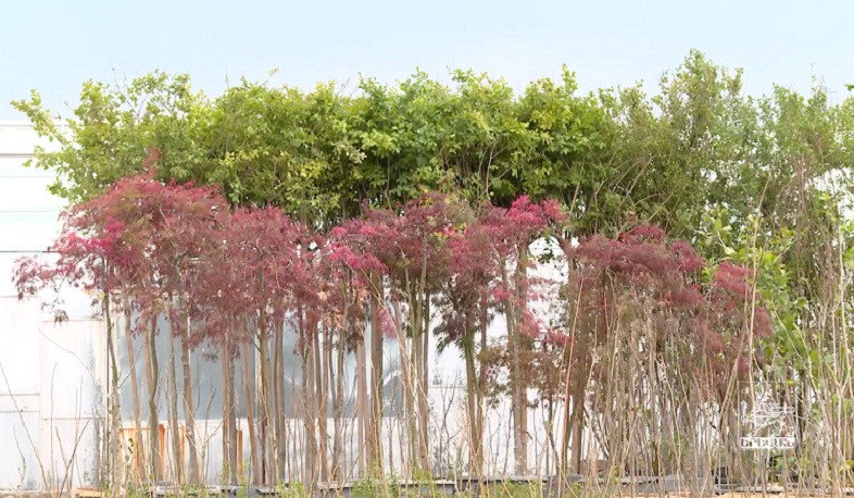 Երևանում շուրջ 2000 հասուն և արժեքավոր ծառ կտնկվի