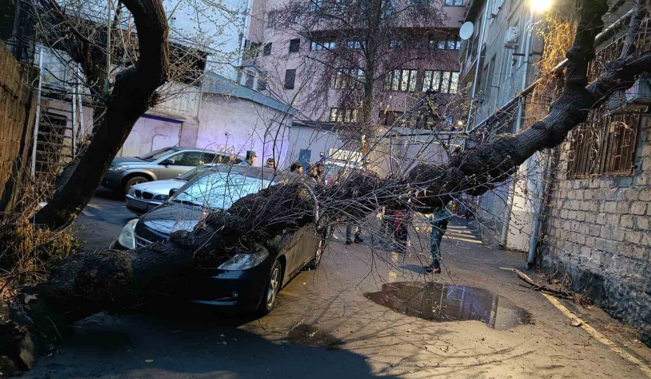 Երևանի բակերից մեկում ծառը տապալվել է մեքենայի վրա. փրկարարները մասնատել են այն և հեռացրել