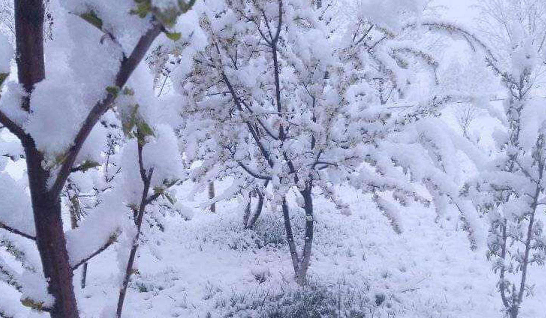 Հայաստանի մի շարք հատվածներում ձյուն է տեղում. Ճամբարակում ձյան շերտի հաստությունը 40 սմ է