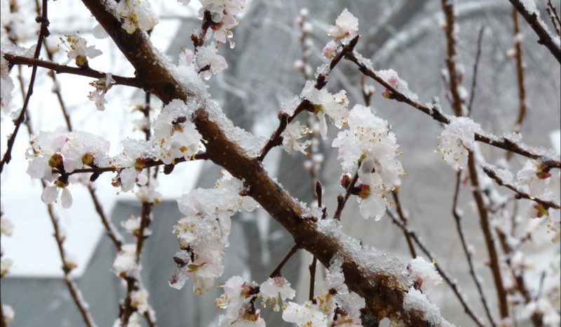 Մարտի 27-ի լույս 28-ի գիշերը՝ լուսադեմին, Արարատյան դաշտի առանձին հատվածներում սպասվում է 0․․․-1 աստիճան ցուրտ