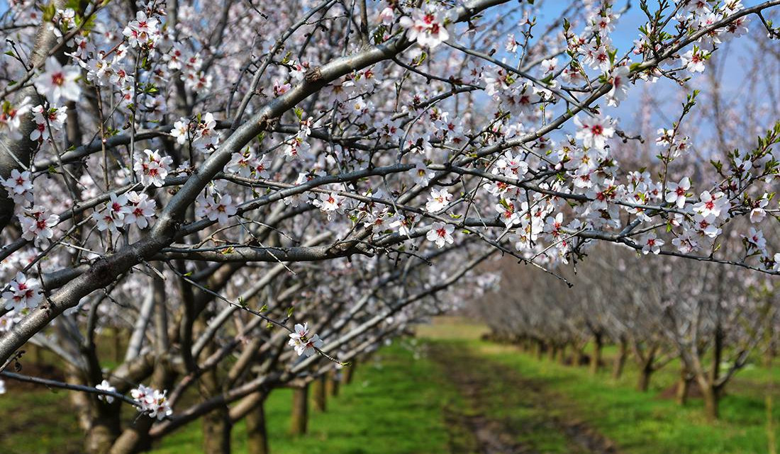 Առաջիկա օրերին ջերմաստիճանը կբարձրանա 8-10 աստիճանով. սպասվում է առանց տեղումների եղանակ
