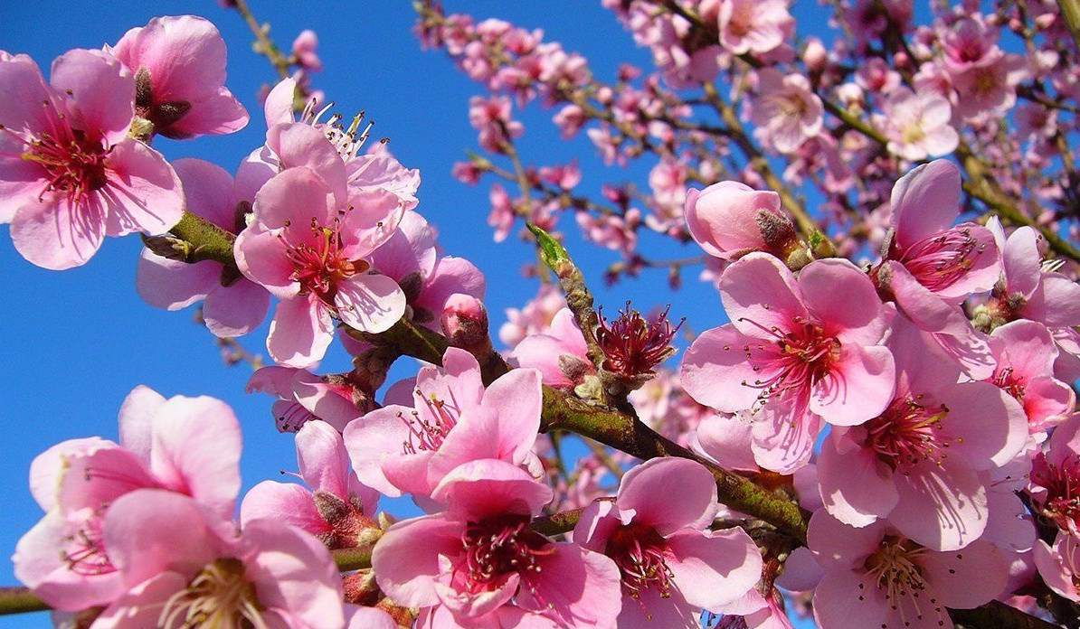 Օդի ջերմաստիճանն առաջիկա օրերին կբարձրանա 4-6 աստիճանով