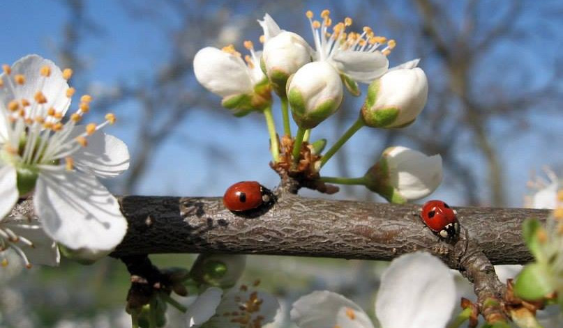 Ջերմաստիճանը կբարձրանա ևս 2-4 աստիճանով, ապա 5-7 աստիճանով կնվազի