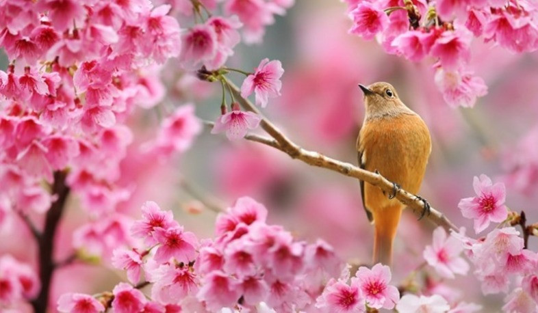 Ապրիլ ամսվա եղանակի կանխատեսումը