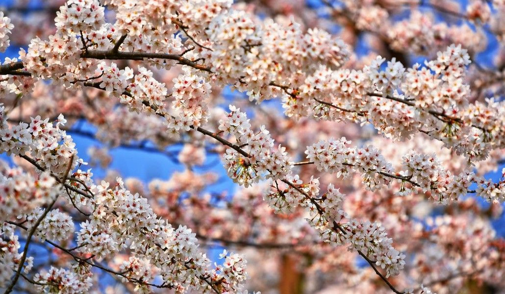 Ջերմաստիճանն առաջիկա օրերին կբարձրանա 5-7 աստիճանով