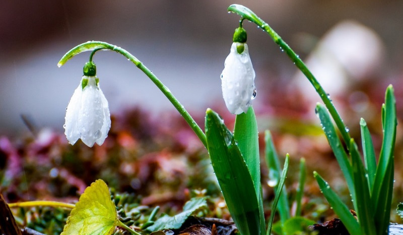 Հանրապետության շրջանների զգալի մասում սպասվում է կարճատև անձրև, հնարավոր է նաև ամպրոպ