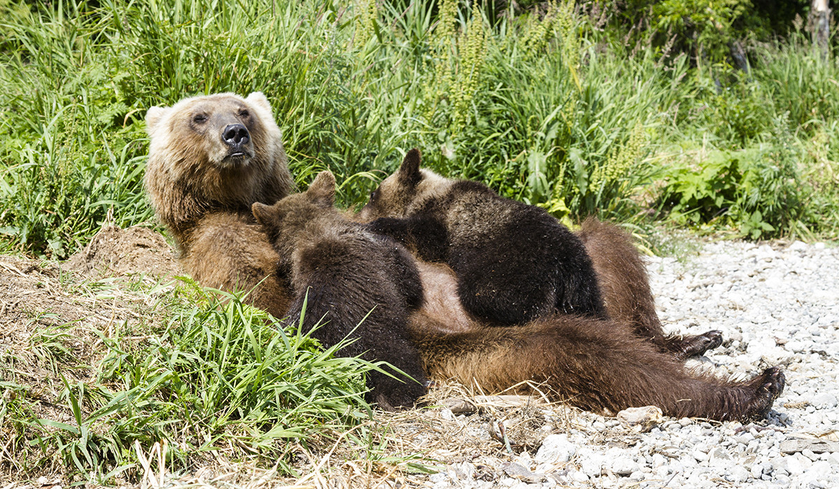 Գորշ արջը քոթոթների հետ զբոսանքի է դուրս եկել