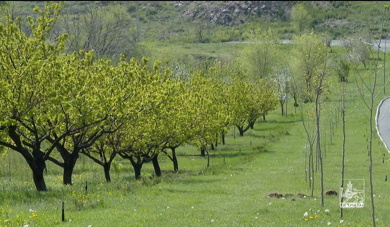 Քաղաքային անտառներում կպչողականությունը 95 տոկոս է