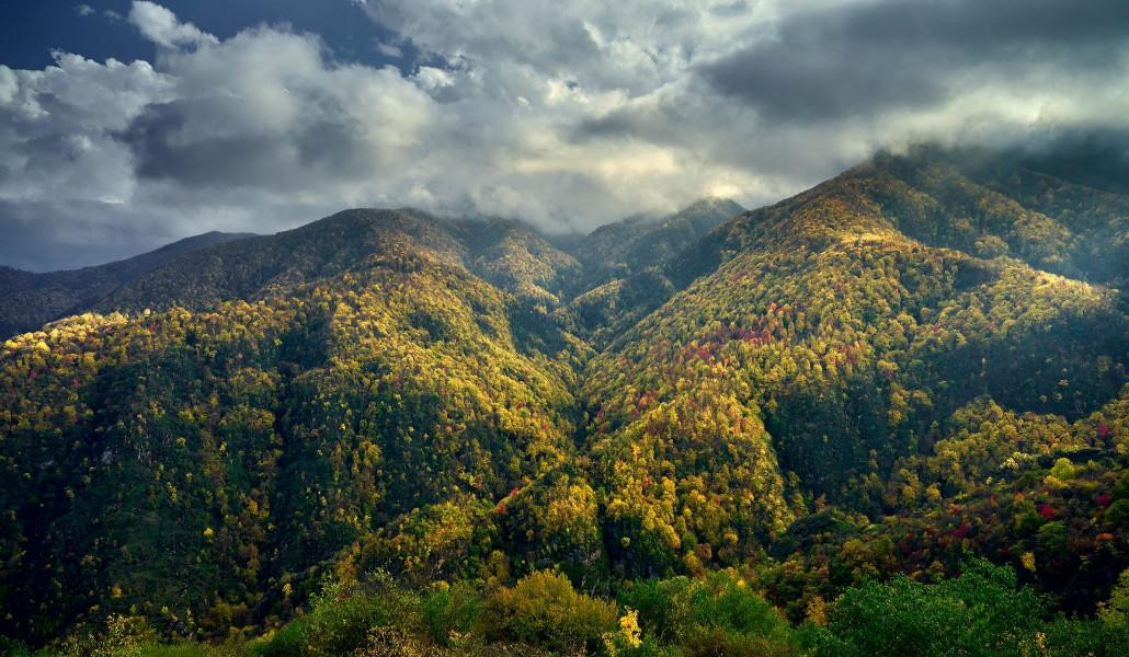 Քննարկվել են անտառների պահպանության, ծավալների ավելացման ու գրագետ կառավարման խնդիրները. հանդիպում ՇՄ նախարարությունում
