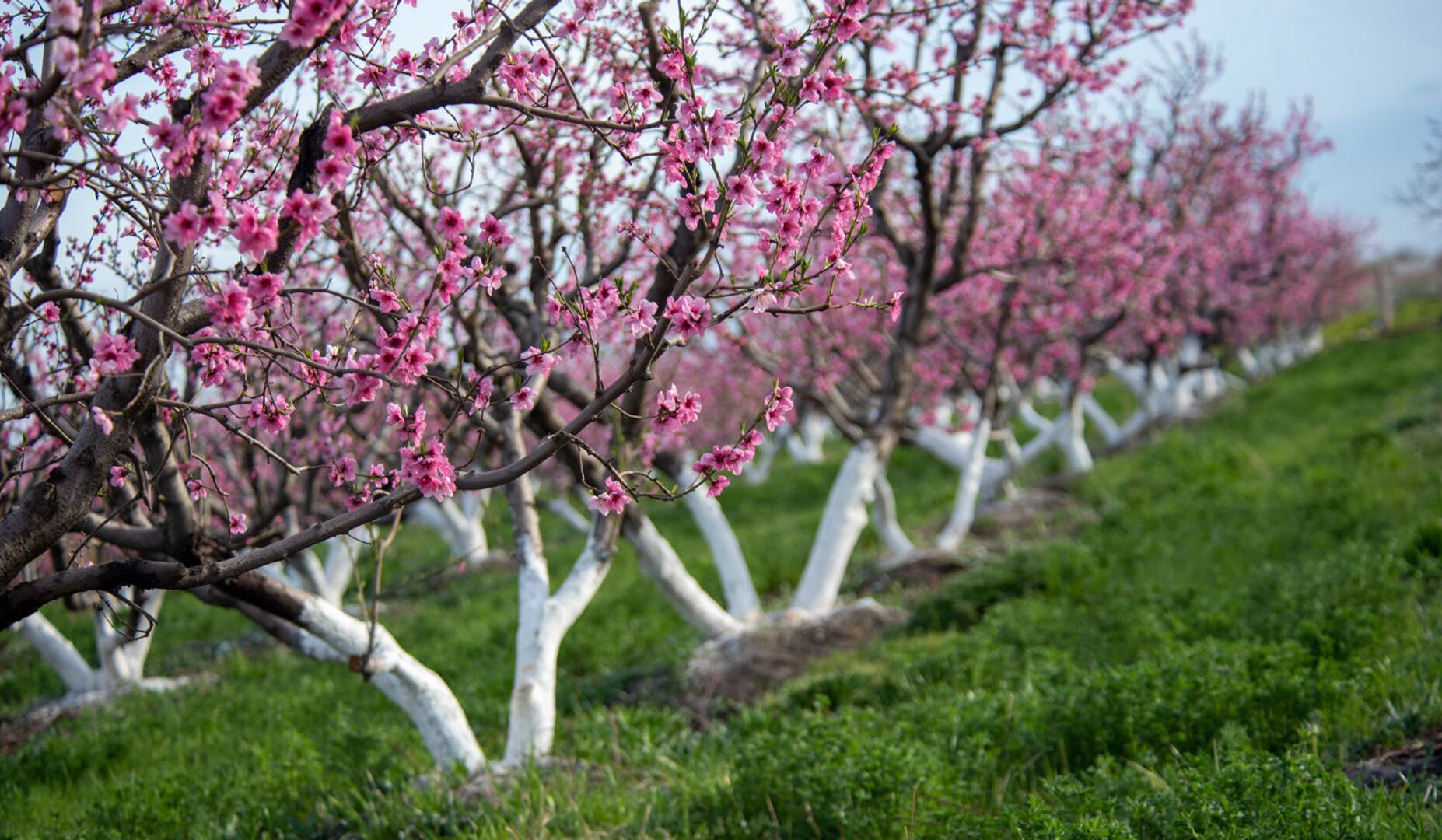 Ջերմաստիճանն առաջիկա օրերին կբարձրանա 3-5, որոշ մարզերում՝ 5-7 աստիճանով